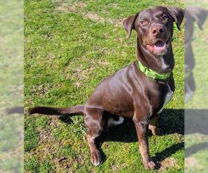 Doberman Pinscher-Labrador Retriever Mix Dogs for adoption in Akron, OH, USA