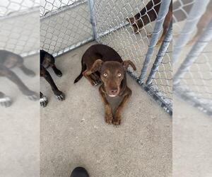 Chihuahua Dogs for adoption in Bakersfield, CA, USA