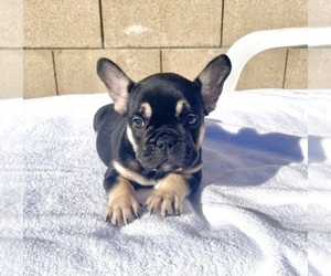 French Bulldog Puppy for sale in VIRGINIA BEACH, VA, USA