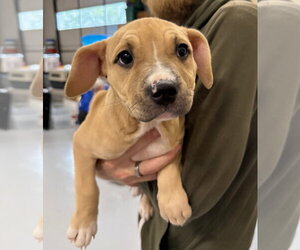 American Staffordshire Terrier Dogs for adoption in Gilberts, IL, USA