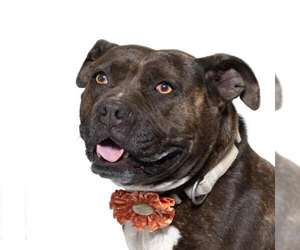 Medium Photo #4 American Pit Bull Terrier-Unknown Mix Puppy For Sale in Santa Maria, CA, USA