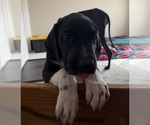 Small Great Dane