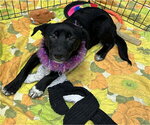 Small #1 Border Collie Mix