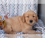 Small Photo #4 Golden Retriever Puppy For Sale in SHILOH, OH, USA