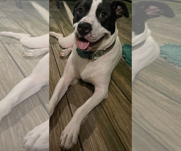 Medium Photo #3 Boxer Puppy For Sale in Parker Ford, PA, USA