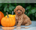 Puppy Houdini Poodle (Miniature)