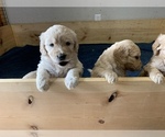 Small Photo #3 Goldendoodle Puppy For Sale in FOUNTAIN, CO, USA