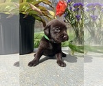 Small #6 Labrador Retriever