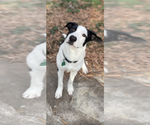Border Collie-Unknown Mix Dogs for adoption in Conway, AR, USA