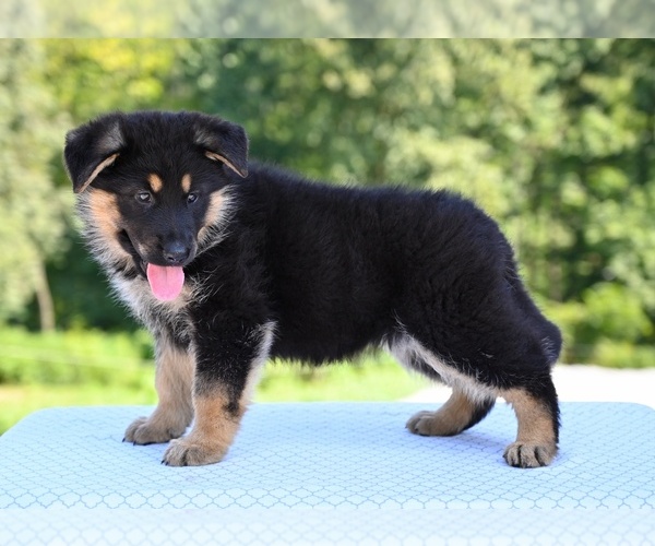 Medium Photo #6 German Shepherd Dog Puppy For Sale in MILLERSBURG, OH, USA