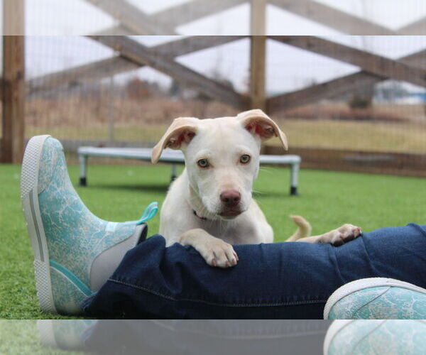 Medium Photo #4 Mutt Puppy For Sale in Chestertown, MD, USA