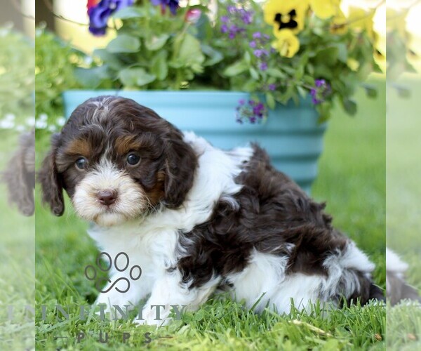Medium Photo #4 Cavapoo (Miniature) Puppy For Sale in QUARRYVILLE, PA, USA