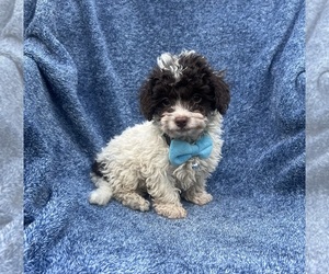 Cavapoo Puppy for sale in JEFFERSONVILLE, IN, USA