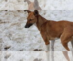Small #28 Saluki-Whippet Mix