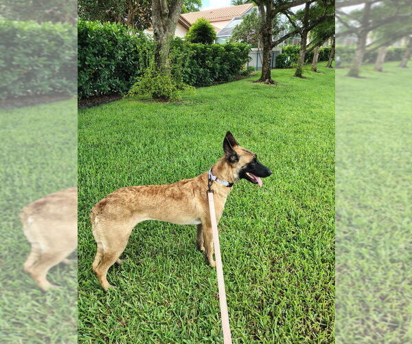 Medium Photo #3 Mutt Puppy For Sale in Imlay City, MI, USA
