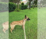 Small Photo #3 Mutt Puppy For Sale in Imlay City, MI, USA