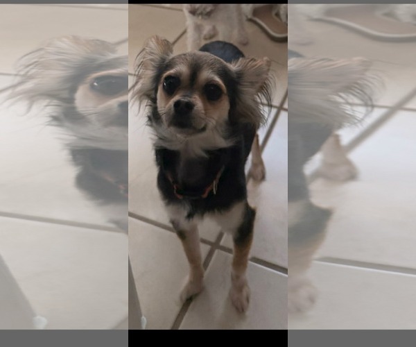 Medium Photo #3 Chihuahua-Unknown Mix Puppy For Sale in Dallas, TX, USA