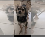 Small #2 Chihuahua Mix