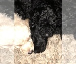 Small Photo #6 Labradoodle-Poodle (Standard) Mix Puppy For Sale in EMMITSBURG, MD, USA