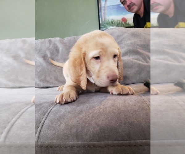 Medium Photo #10 Labrador Retriever Puppy For Sale in NEENAH, WI, USA