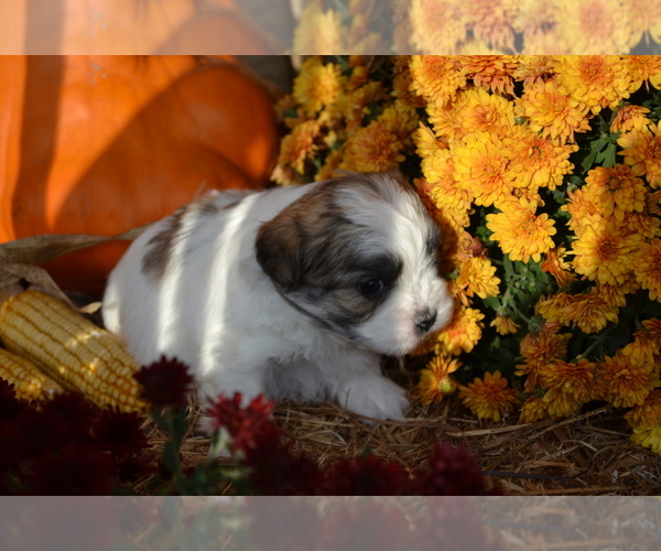 Medium Photo #7 Mal-Shi Puppy For Sale in GREENWOOD, WI, USA