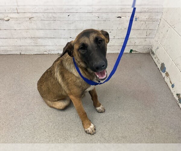 Medium Photo #1 German Shepherd Dog Puppy For Sale in San Bernardino, CA, USA