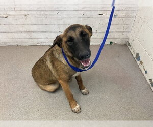 German Shepherd Dog Dogs for adoption in San Bernardino, CA, USA
