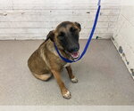 Small German Shepherd Dog