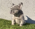 Small Photo #7 French Bulldog Puppy For Sale in SACRAMENTO, CA, USA