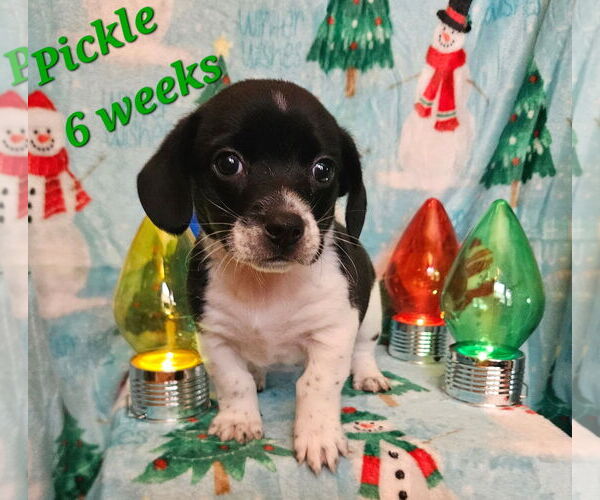 Medium Photo #1 Cheagle Puppy For Sale in Waterloo, IA, USA