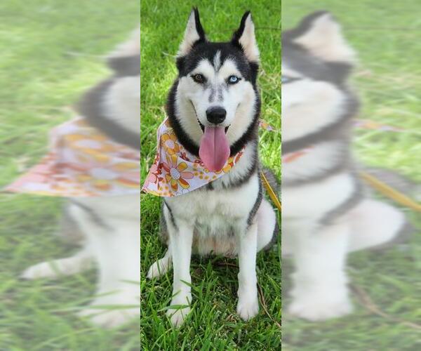 Medium Photo #2 - Mix Puppy For Sale in Baytown, TX, USA