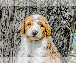 Goldendoodle (Miniature) Puppy for Sale in OSKALOOSA, Iowa USA