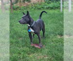 Small #4 American Staffordshire Terrier Mix