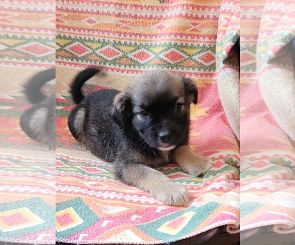 Medium Photo #1 Shepradors Puppy For Sale in SHERBURNE, NY, USA