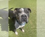 Small American Pit Bull Terrier