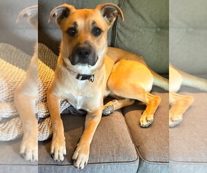 Boxer-Unknown Mix Dogs for adoption in Burnsville, MN, USA