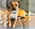 Small Boxer Mix