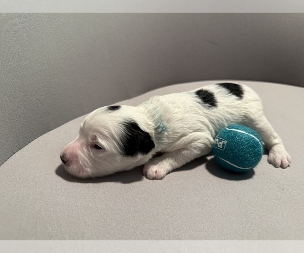 Medium Photo #11 Bernedoodle (Miniature) (+ Poodle Miniature) Puppy For Sale in BREA, CA, USA