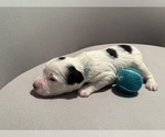 Small Photo #11 Bernedoodle (Miniature) (+ Poodle Miniature) Puppy For Sale in BREA, CA, USA