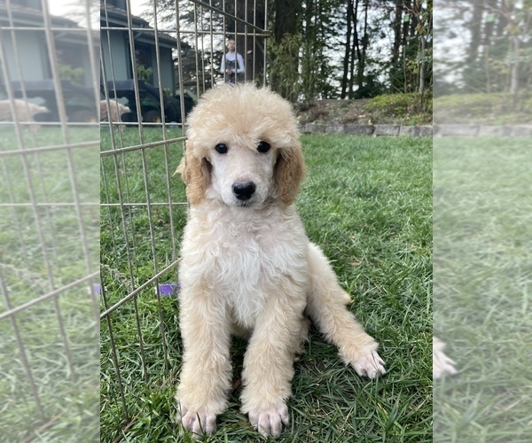 Medium Photo #2 Goldendoodle Puppy For Sale in KEIZER, OR, USA