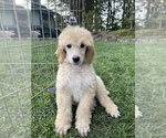 Small Photo #2 Goldendoodle Puppy For Sale in KEIZER, OR, USA