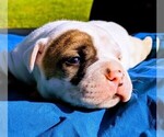 Small Photo #12 American Bulldog Puppy For Sale in MILLS RIVER, NC, USA