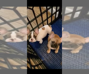 French Bulldog Puppy for sale in LAKE MARY, FL, USA