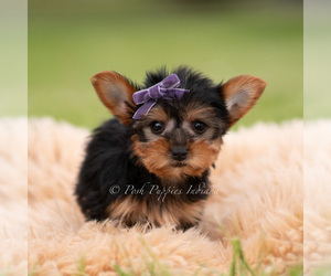 Medium Yorkshire Terrier
