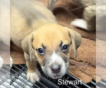 Small #3 Mutt