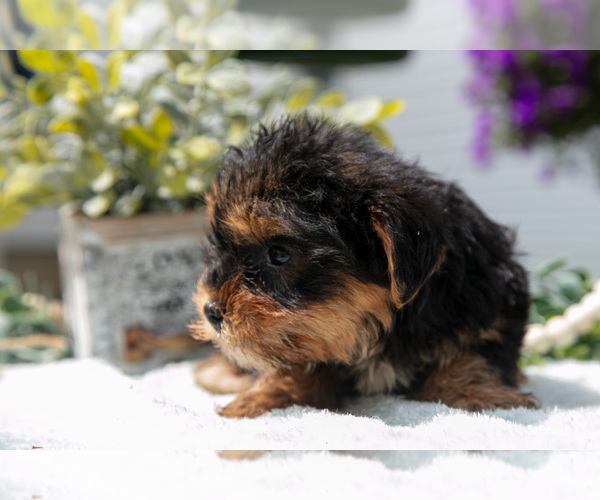 Medium Photo #10 Yorkshire Terrier Puppy For Sale in BERNE, IN, USA