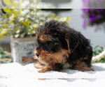 Small #2 Yorkshire Terrier