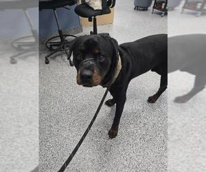 Rottweiler Dogs for adoption in Palmetto, FL, USA