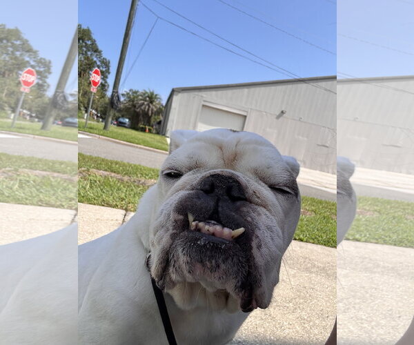 Medium Photo #8 Bulldog Puppy For Sale in Sanford, FL, USA