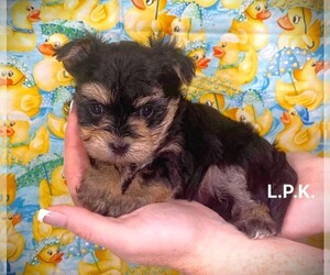 Morkie Puppy for sale in WINNSBORO, LA, USA
